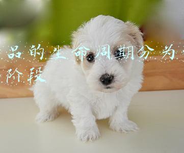 产品的生命周期分为四个阶段,各阶段的营销策略是什么(中国珠宝行业深度研究与行业发展趋势)