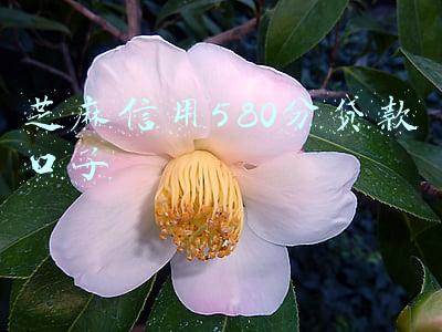 新口子芝麻信用贷款(八个不用认证芝麻分的最新口子)