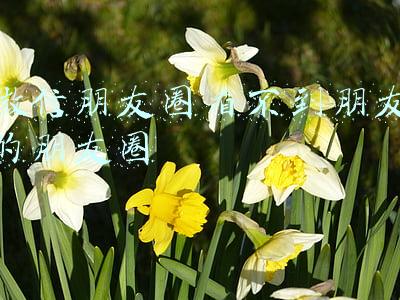 微信朋友圈看不到朋友的朋友圈