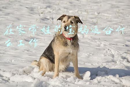 在家带娃的宝妈适合什么工作