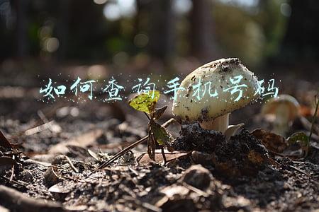 如何查询手机号码