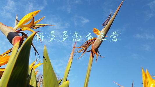 拼多多怎么运营