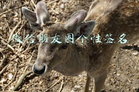 微信朋友圈个性签名