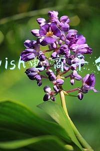 wish电商平台介绍(Wish跨境平台运营步骤)