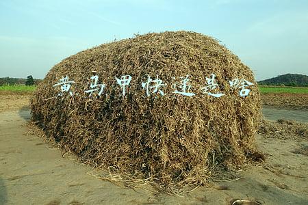 黄马甲快递是啥