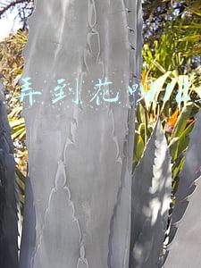 怎么弄到花呗12期免息
