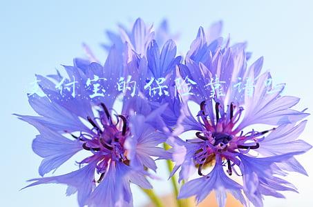 支付宝的保险靠谱吗