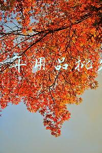 老年用品批发