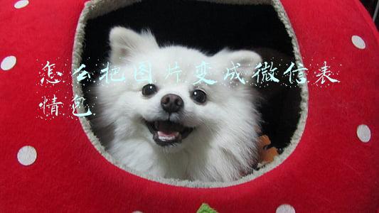 怎么把图片变成微信表情包