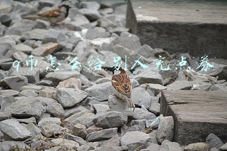 q币怎么给别人充点券