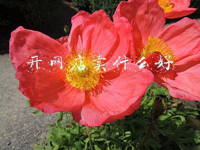 开网店卖什么好