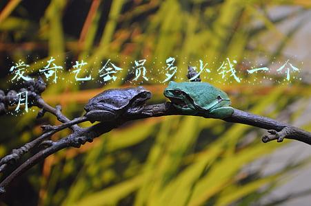 爱奇艺会员多少钱一个月