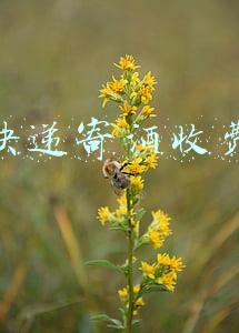 顺丰快递寄酒收费标准