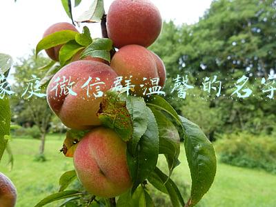 家庭微信群温馨的名字