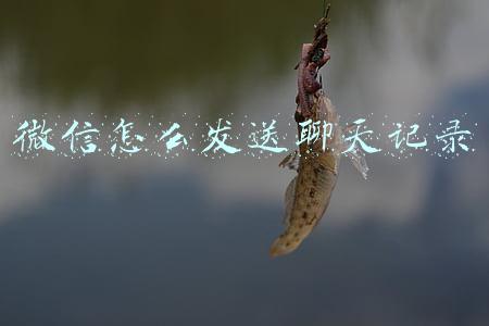 微信怎么发送聊天记录