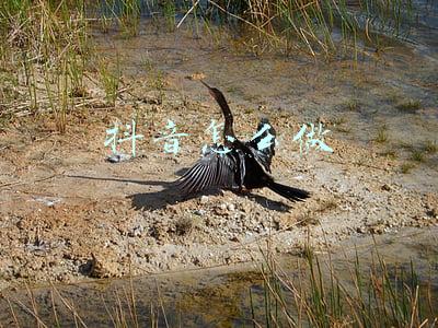 抖音怎么做