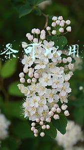 京东白条可以用微信还款吗