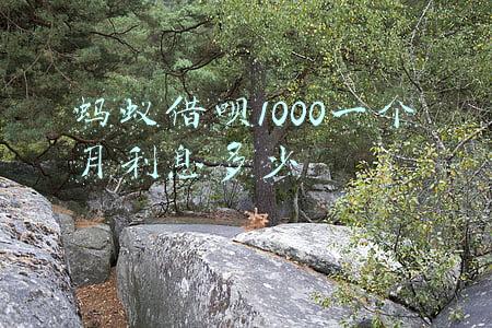 蚂蚁借呗1000一个月利息多少