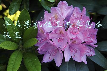 苹果手机位置共享怎么设置