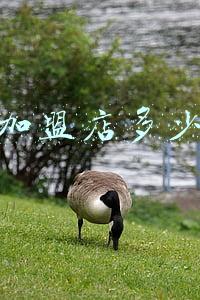 加盟店加盟费一般多少钱(暖春行动｜欢颜家居：诚招加盟 最高500元/㎡装修支持)