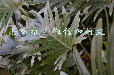 怎么推广微信加好友