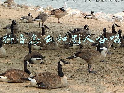 抖音怎么和别人合唱