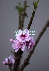 govee