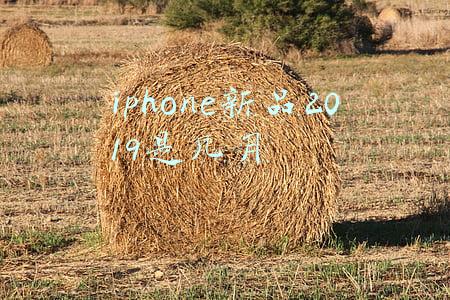 iphone新品2019是几月