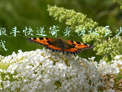 快递邮寄身份证多少钱(吉林省实现居民身份证一日办理，个人证件邮递费用降至全国最低)