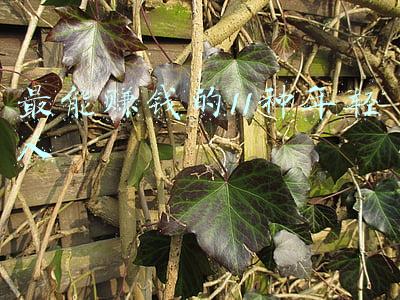 最能赚钱的11种年轻人