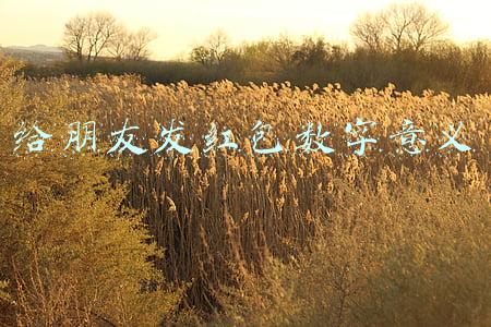 给朋友发红包数字意义
