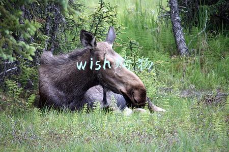 wish购物