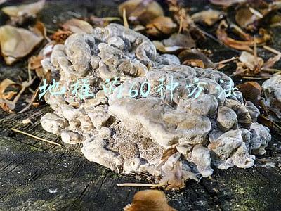 地推的60种方法
