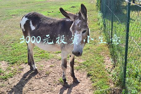 3000元投资小生意