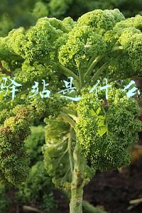 菜鸟驿站是什么意思