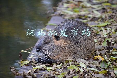 环北批发市场