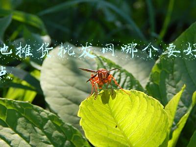 地摊货批发网哪个要好点