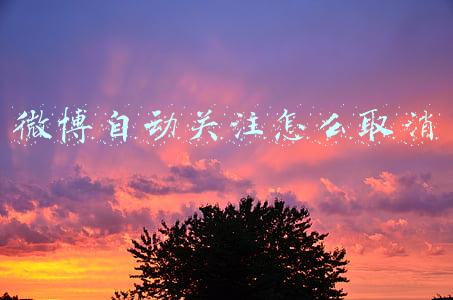 微博自动关注怎么取消