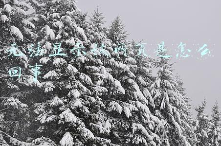 无法显示该网页是怎么回事