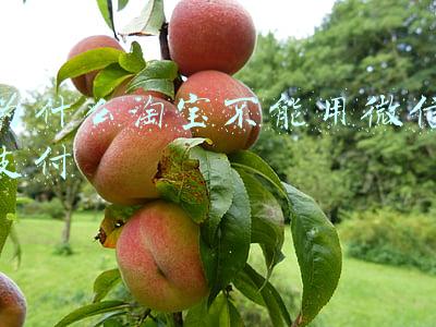为什么淘宝不能用微信支付