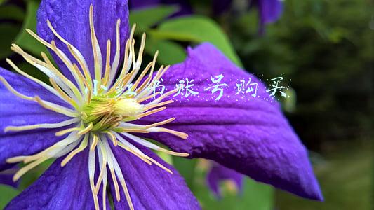 小红书账号购买