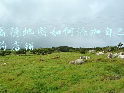 高德地图如何添加自己的店铺