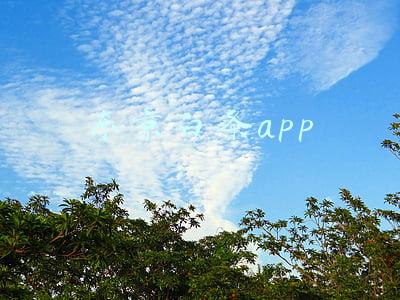 东京白条app