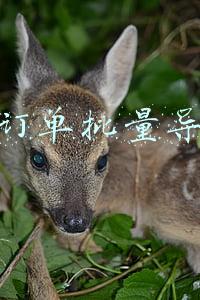 索订单批量导出