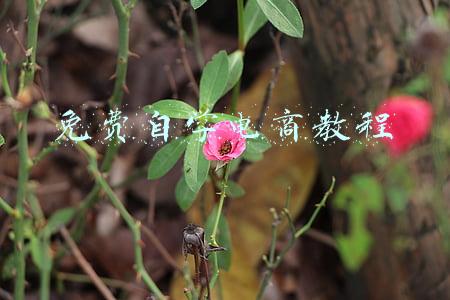 免费自学电商教程