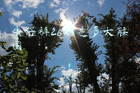 牛仔裤26码是多大腰围