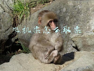 飞机票怎么取票