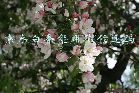 京东白条能用微信还吗