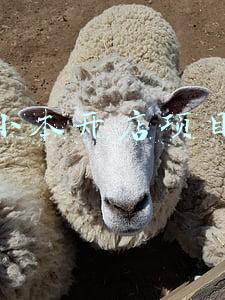小本开店项目