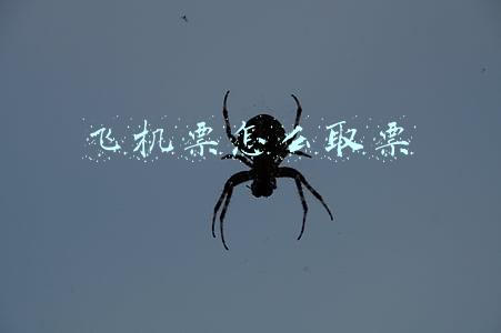 在手机上订飞机票怎么取票(这样操作也能取到钱)